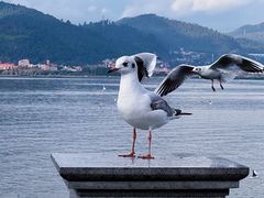 -海埂大坝