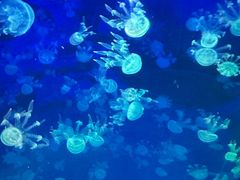 -左海海底世界