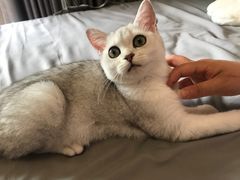 -东方名猫馆·英短金渐层布偶猫舍(环线广场1号楼店)