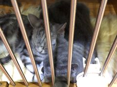 -爱宠屋pet shop·宠物洗澡·宠物美容