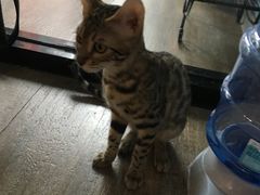 -猫咪咖啡·猫咖(万达广场店)