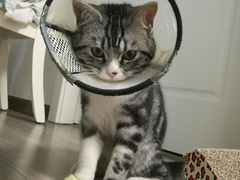 -伟伟宠物医院·CT影像中心·瑞派犬猫综合性门诊(汉口总院)