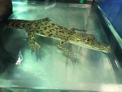 -迪拜水族馆及水下动物园