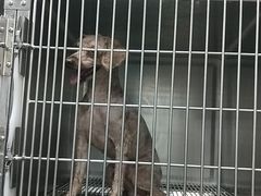 -宠福鑫康馨动物医院·骨科·眼科