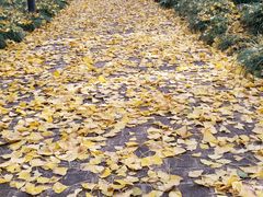 -瀛洲公园