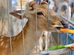 -沈阳森林动物园