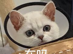 -瑞派康怡24h宠物医院·犬猫医疗中心·微创绝育(瑞景分院)
