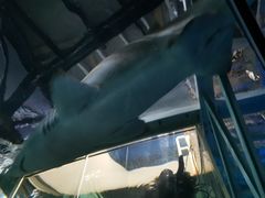-悉尼海洋生物水族馆