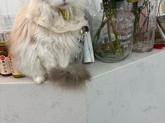 -共舞时光猫咖·狗咖(新街口店)