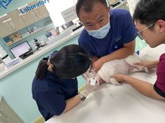 -北京观赏动物医院·24小时大型综合·猫专科·异宠专科
