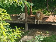 -石家庄市动物园