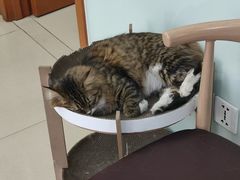 -宠福鑫动物医院(城北分院)