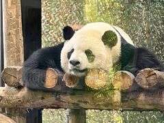 -上海野生动物园