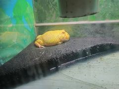 -上海大自然野生昆虫馆(东方明珠·爬宠昆虫探索中心)