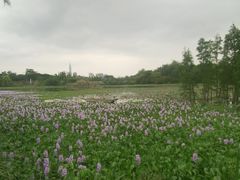 -白鹭湾湿地公园
