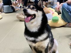 -逗柴咖啡屋·狗咖猫咖宠物桌游