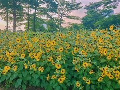 -二沙岛艺术公园