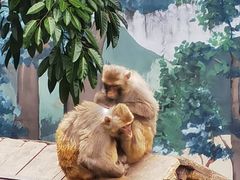 -成都动物园