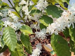 -Torch Coffee 炬点咖啡