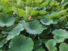 -莲花池公园