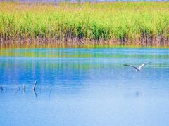 -野鸭湖国家湿地公园