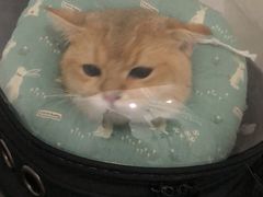 -伟伟宠物医院·CT影像中心·瑞派犬猫综合性门诊(汉口总院)