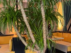 -绿茵阁牛扒餐厅(客村店)