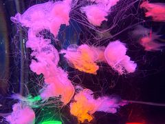 -太平洋海底世界