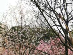 -南山植物园