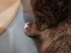 -滚猫咖啡·猫咖·猫友好撸猫(未来城店)