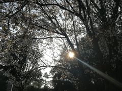 -铁山坪森林公园