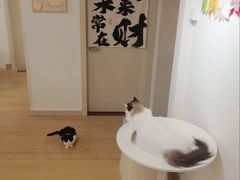 -有喵·猫咖·狗咖·30几只猫10只小狗(岗厦店)