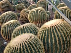 -北京植物园-展览温室