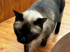 -有猫主题·治愈系猫咖(曾厝垵店)