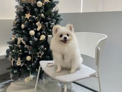 -comecome来吧宠物(奥克斯中心店)