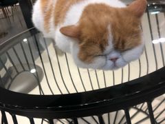 -飞行喵MR PILOT|猫舍·猫咖(静安大融城店)