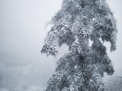 -瓦屋山景区