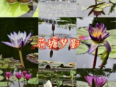 -莲花池公园