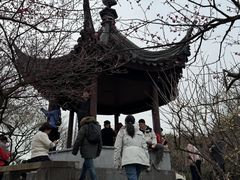 -香雪海