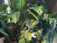 -同庆楼(滨湖万达广场店)