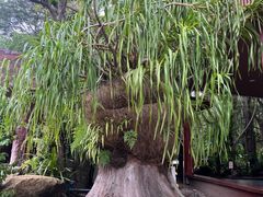 -绿光森林餐厅