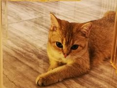 -猫大福·Fortune Cat猫舍(百子湾店)