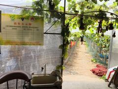 -马陆小张葡萄园农家乐