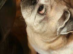 -Silly Dog Coffee(滨江店)