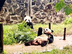 -都江堰中华大熊猫苑