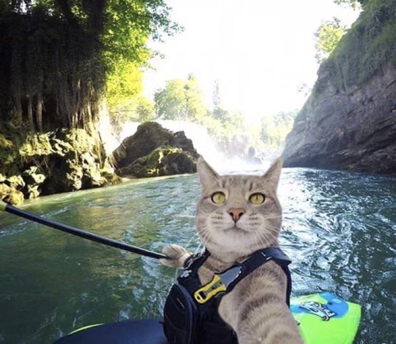 喜欢交友,因为猫生就像一场旅行,多认识猫友友,就多一份风景