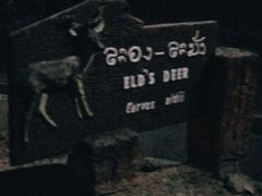 -清迈夜间动物园