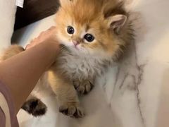 -欣宠猫屋·矮脚拿破仑·蓝金金渐层