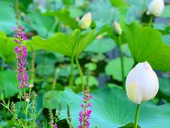 -东郊湿地公园