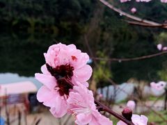 -婺源梦里老家大型山水实景演出